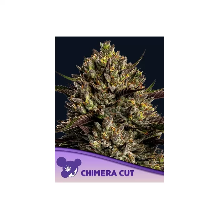 Anesia Chimera Cut Fem. 3St.