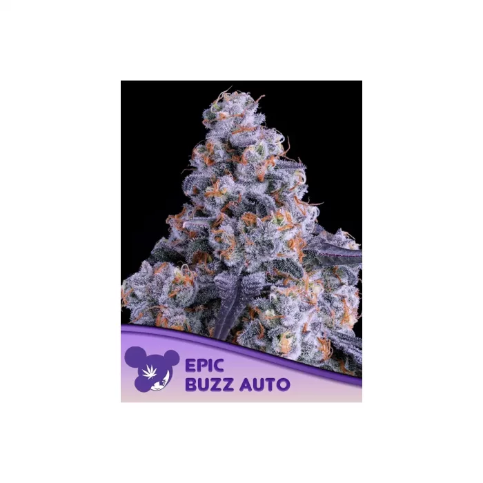 Anesia Epic Buzz Auto Fem. 3St.