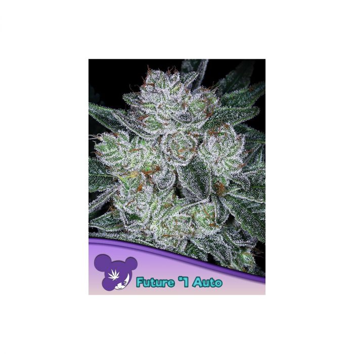 Anesia Future #1 Auto Fem. 3St.