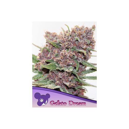 Anesia Gelato Dream Fem. 3St.