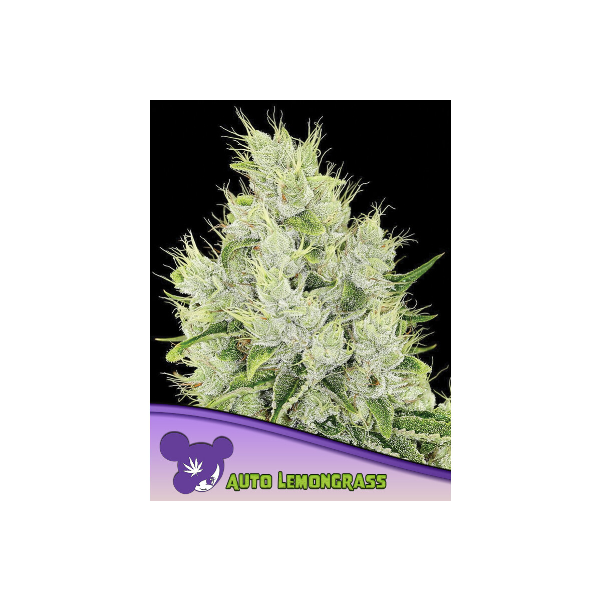 Anesia Lemongrass Auto Fem. 3St.