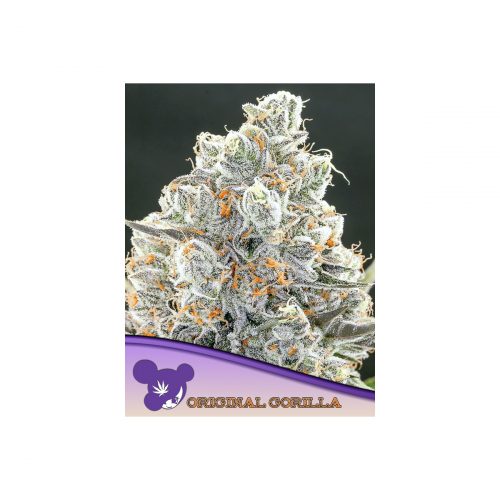 Anesia Original Gorilla #4 Fem. 3St.