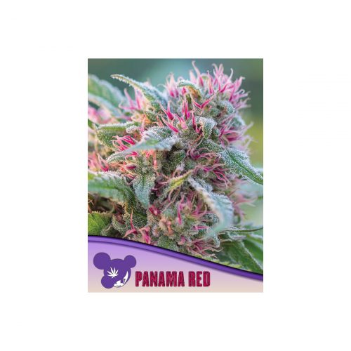 Anesia Panama Red Fem. 3St.