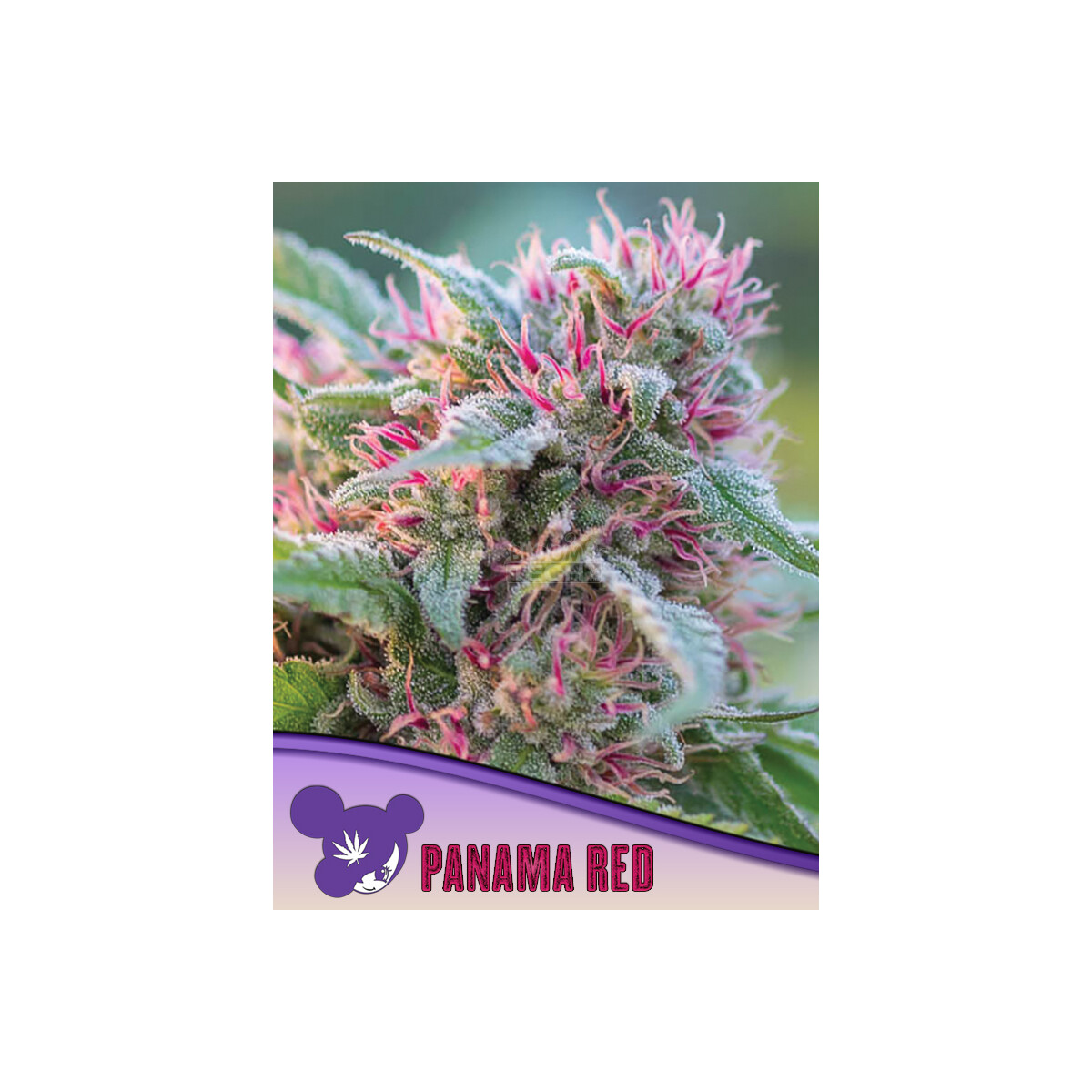 Anesia Panama Red Fem. 3St.