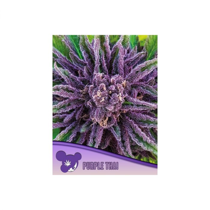 Anesia Purple Thai Fem. 3St.