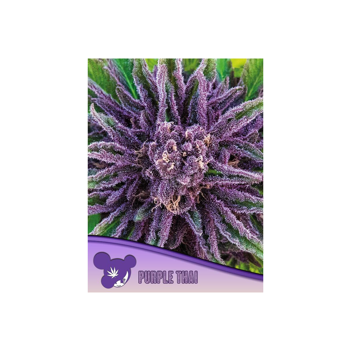 Anesia Purple Thai Fem. 3St.