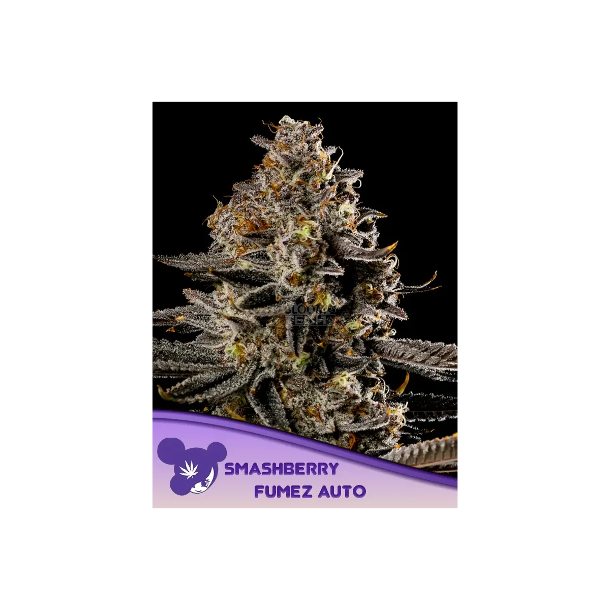 Anesia Smashberry Fumez Auto Fem. 3St.