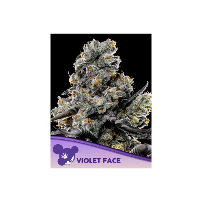 Anesia Violet Face Fem. 3St.