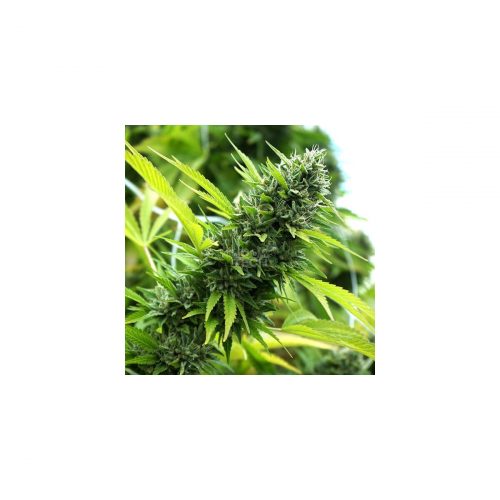 Humboldt Seeds Banana Sapphire Fem. 3St.