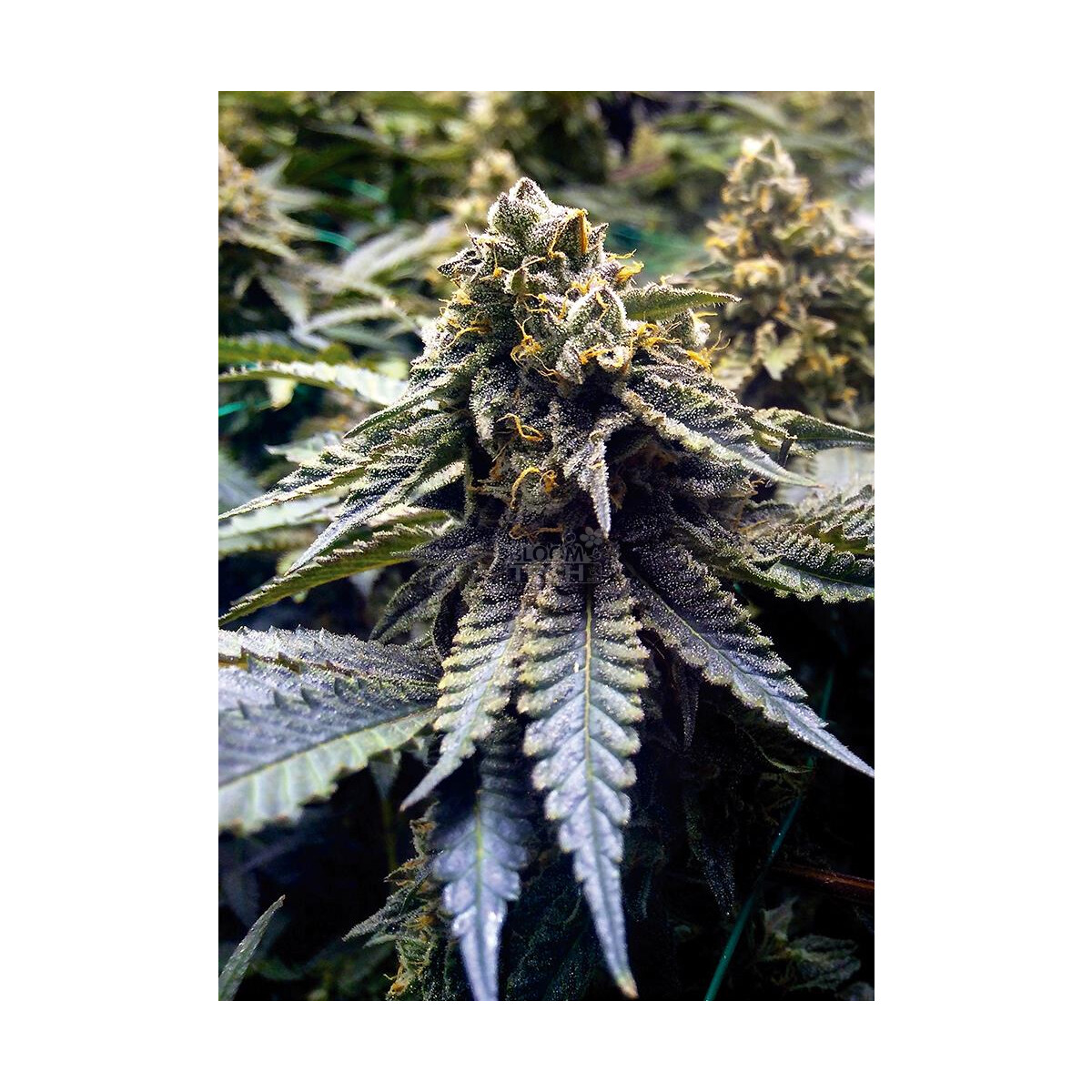 Humboldt Seeds Chocolate Mint Og Fem. 3St.