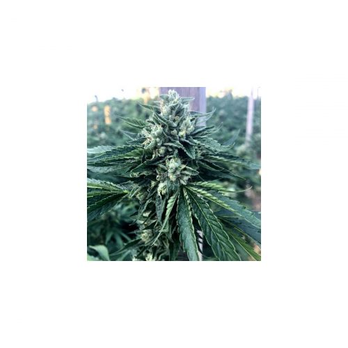 Humboldt Seeds Cinnamon Buddha Og Fem. 3St.