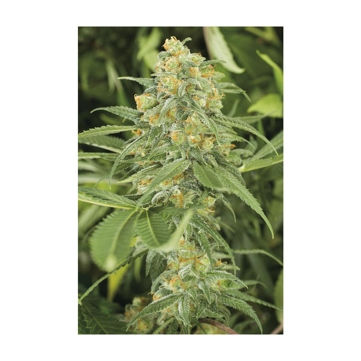 Humboldt Seeds Green Crack Fem. 3St.