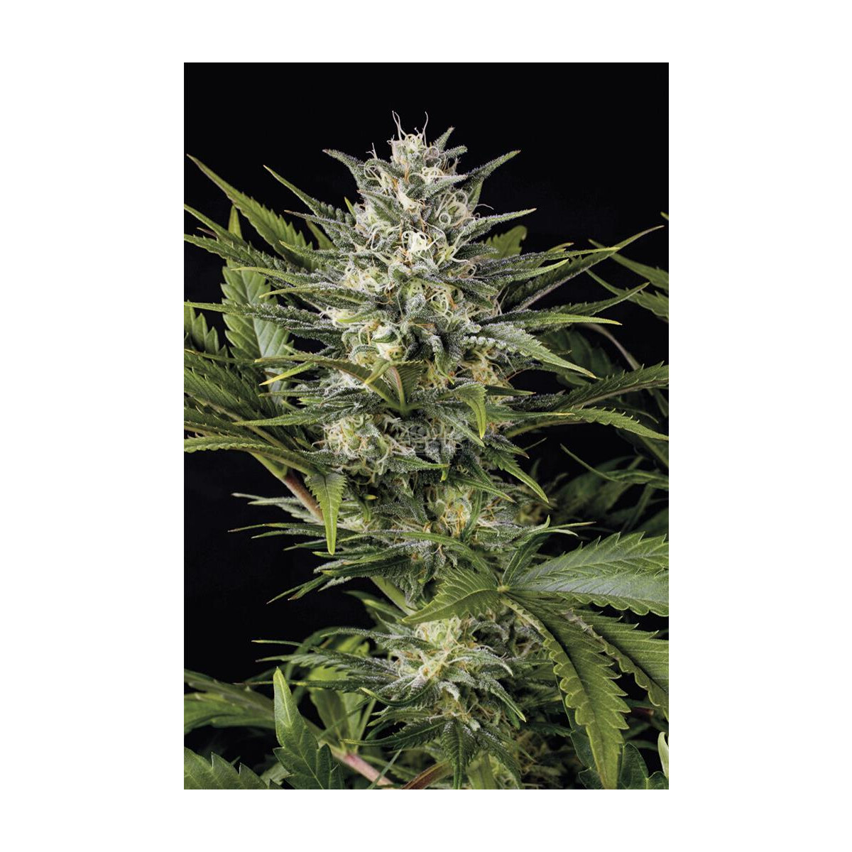 Humboldt Seeds Pineapple Skunk Fem. 3St.