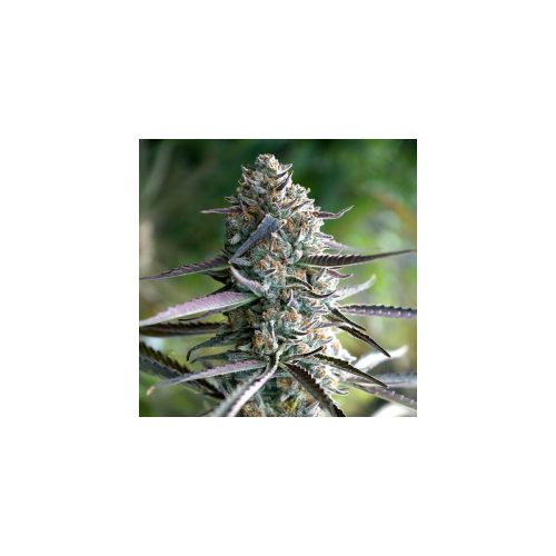 Humboldt Seeds Runtz Fast Flowering Fem. 3St.