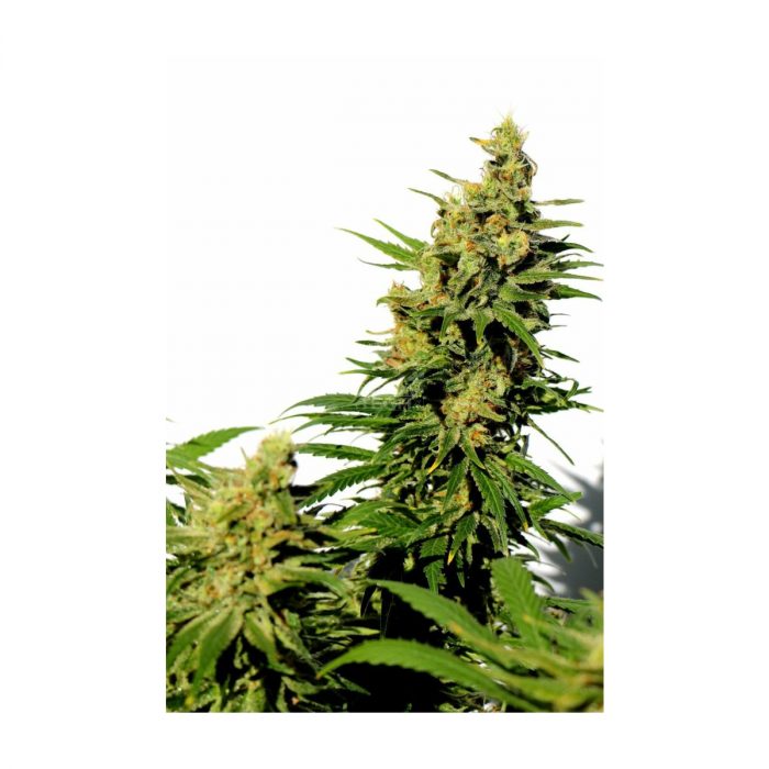 Kannabia BCN Diesel CBD Fem. 3St.