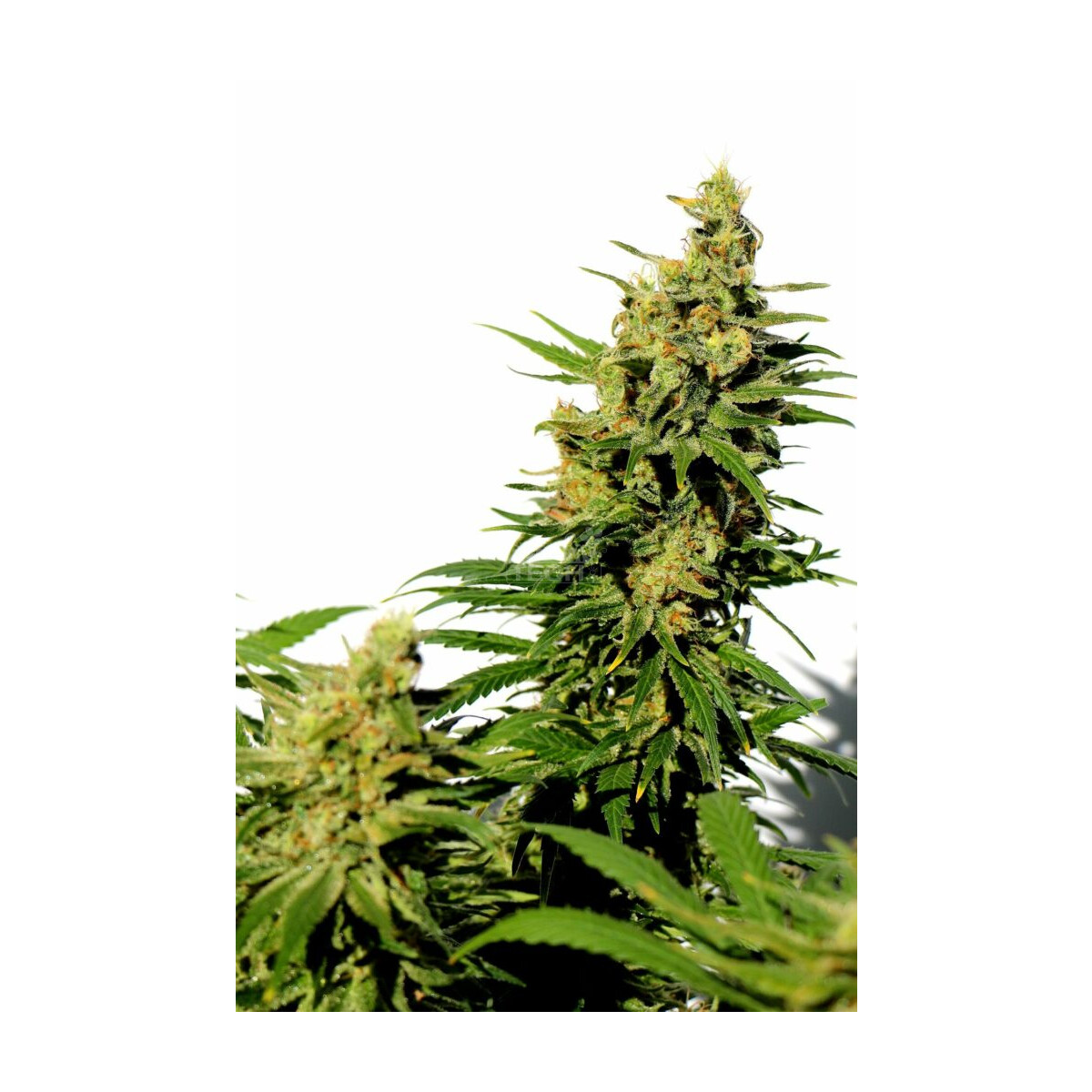 Kannabia BCN Diesel CBD Fem. 3St.