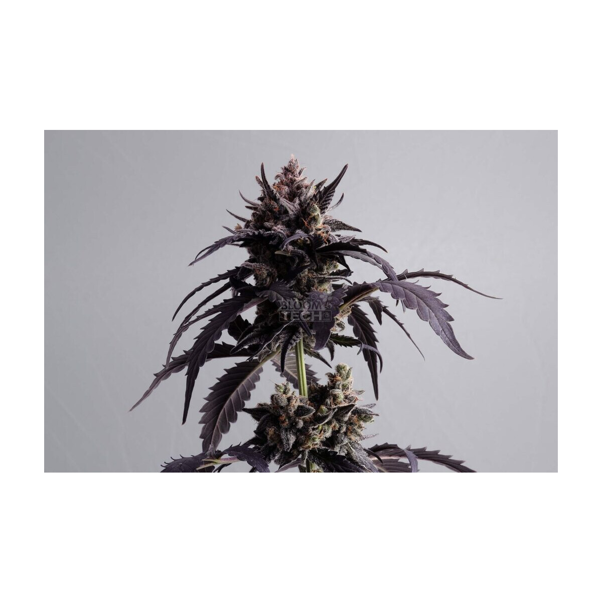 Kannabia Ginger Punsh Auto Fem. 3St.