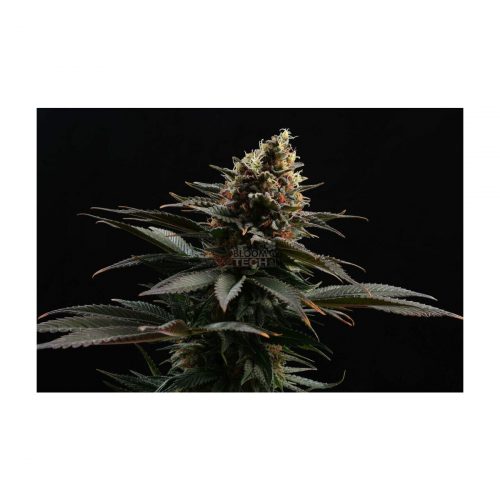 Kannabia Sativa Dream Fem. 3St.