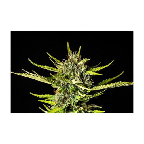 Kannabia Strawberry Haze Auto Fem. 3St.