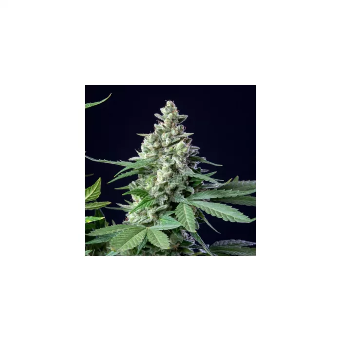 RQS Easy Bud Auto Fem. 3St.