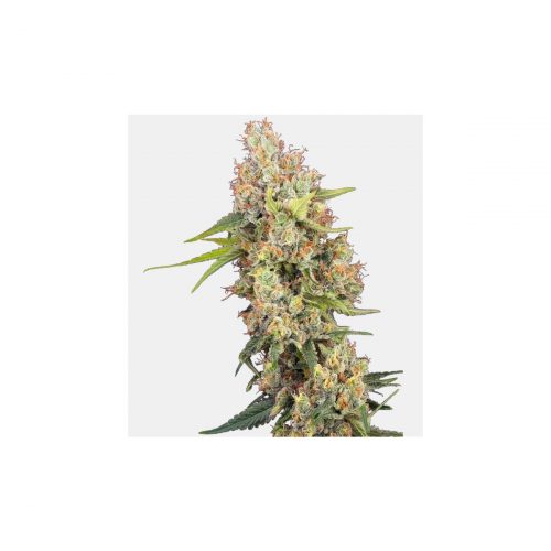 Sensi Seeds Mandarine Punch Fem. 3St.