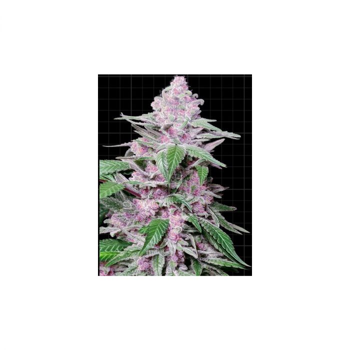 Sensi Seeds Purple Cookie Kush Fem. 3St.