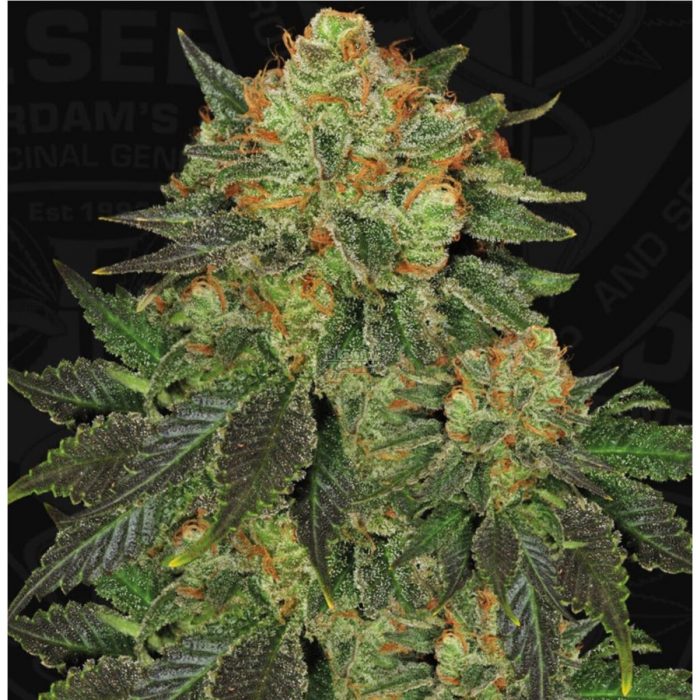 T.H. Seeds Bubblegum Fem. 6St.