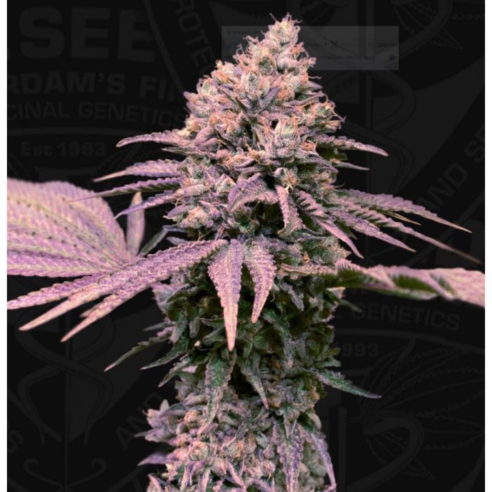 T.H. Seeds London Mint Cake Fem. 6St.