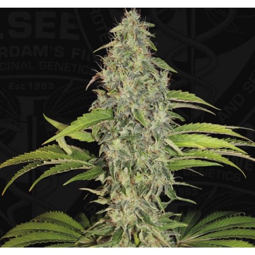 T.H. Seeds S.A.G.E. CBD Fem. 2St.